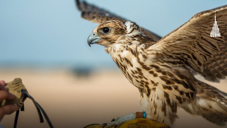 Birds of Prey Arabian Wildlife Center