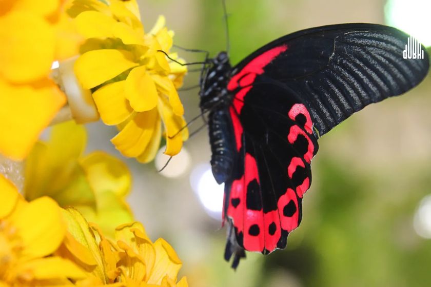 Butterfly Garden Tickets