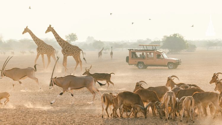 Sir Bani Yas Island safari 