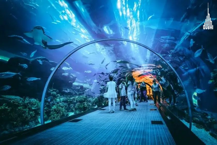 Dubai Aquarium & Underwater Zoo