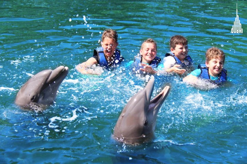 Swin with Dolphin