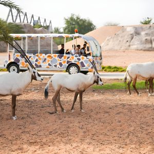 Dubai Safari Park