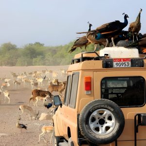 Sir Bani Yas Island Safari